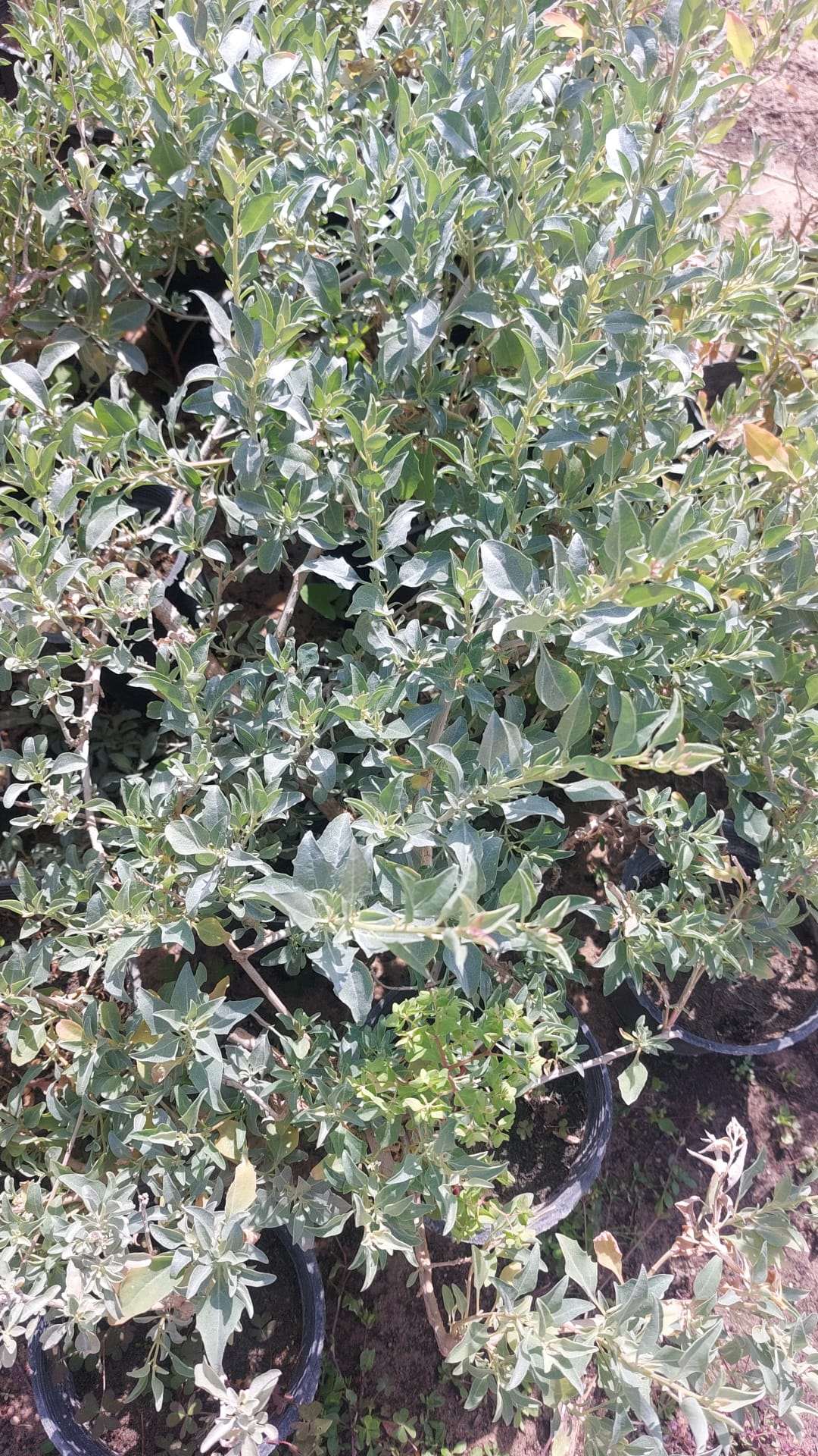 Atriplex halimus
