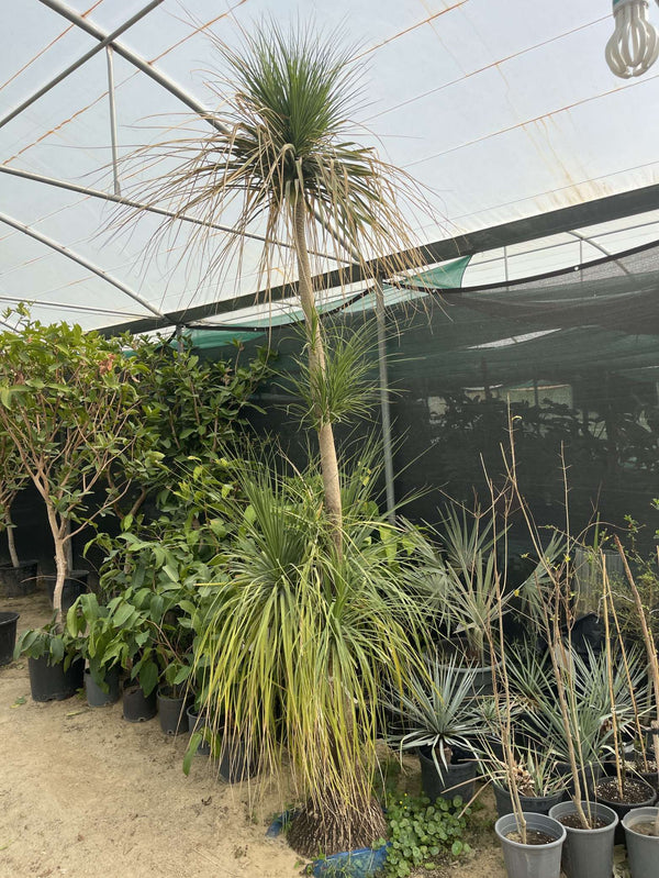 Nolina recurvata