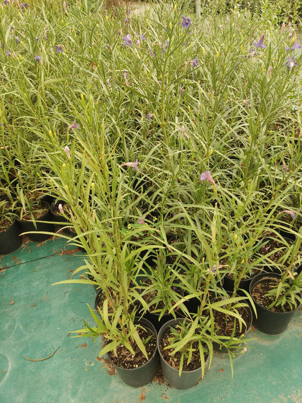 Ruellia