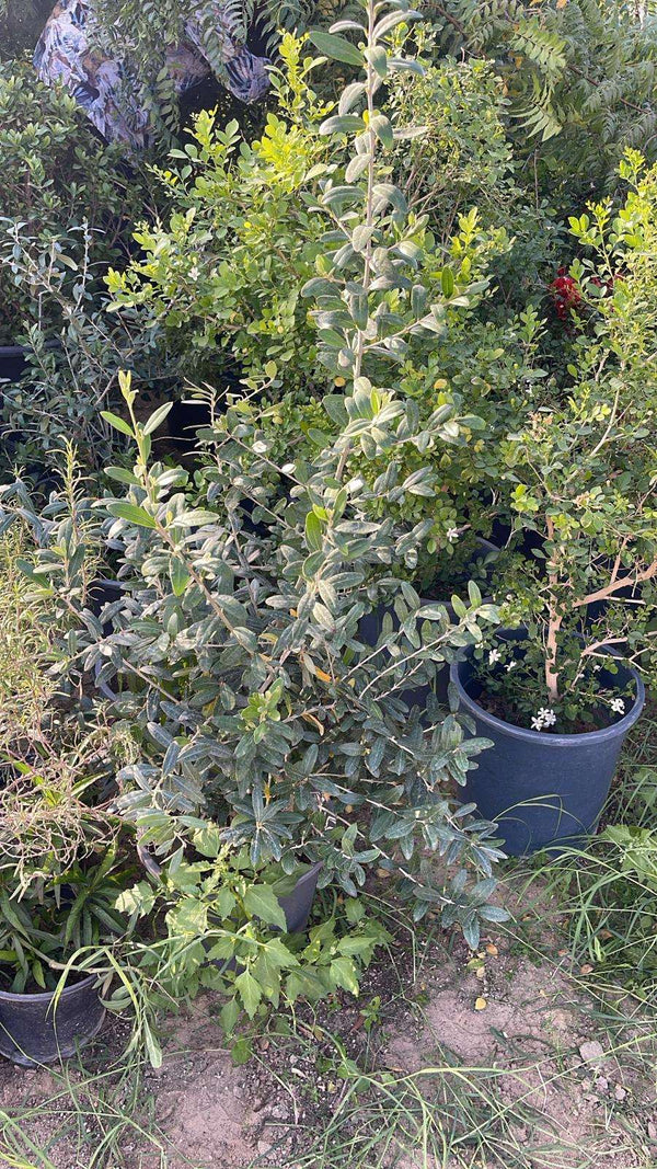 Olea europaea