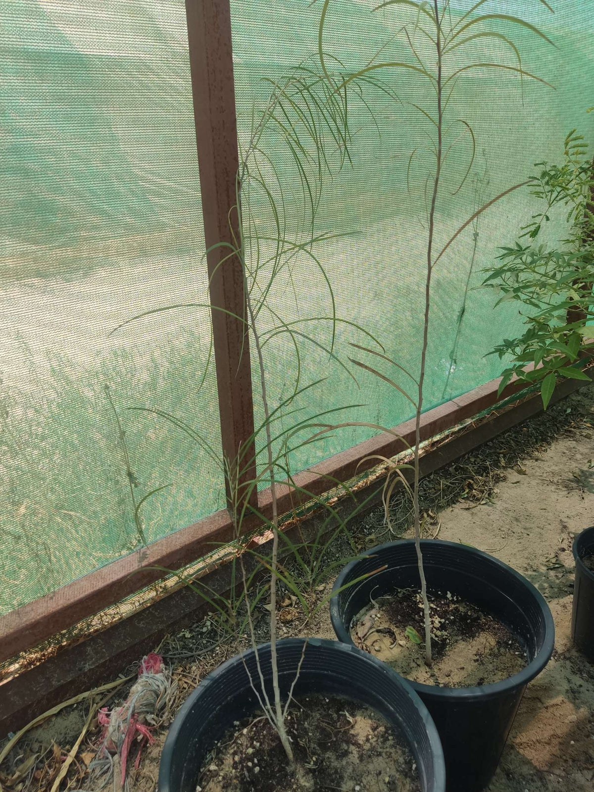 Acacia saligna