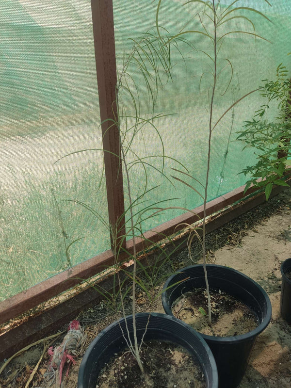 Acacia saligna