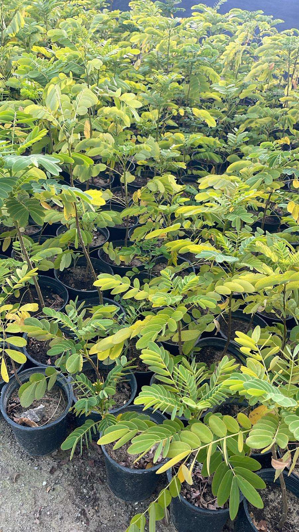 Acacia glauca