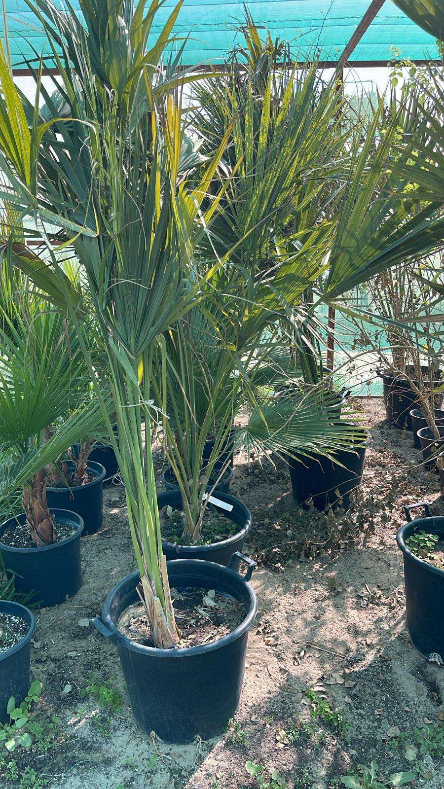 Sabal palmetto