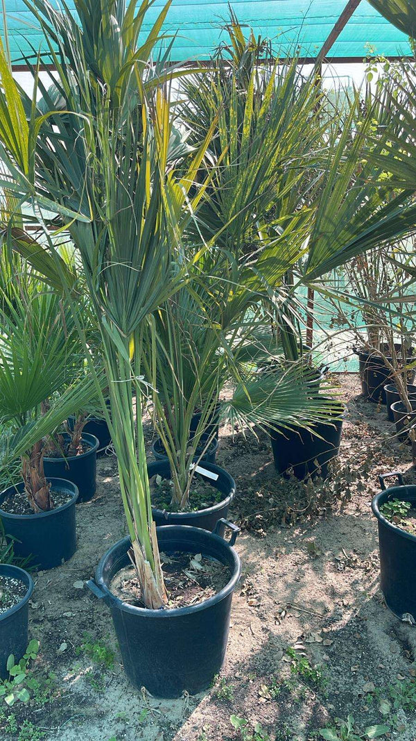Sabal palmetto