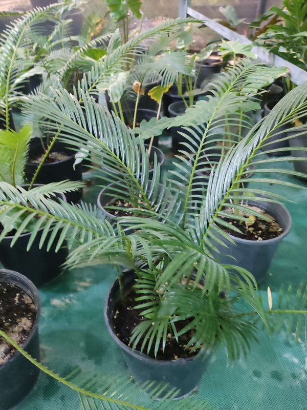 Cycas