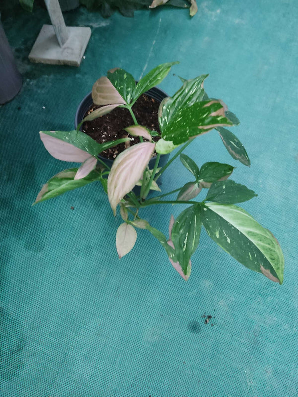 Syngonium Spot Tricolor