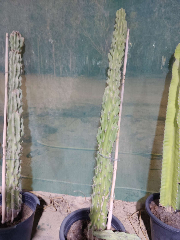 Echinopsis pachanoi