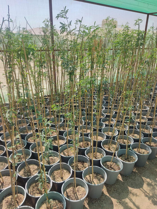 Salix