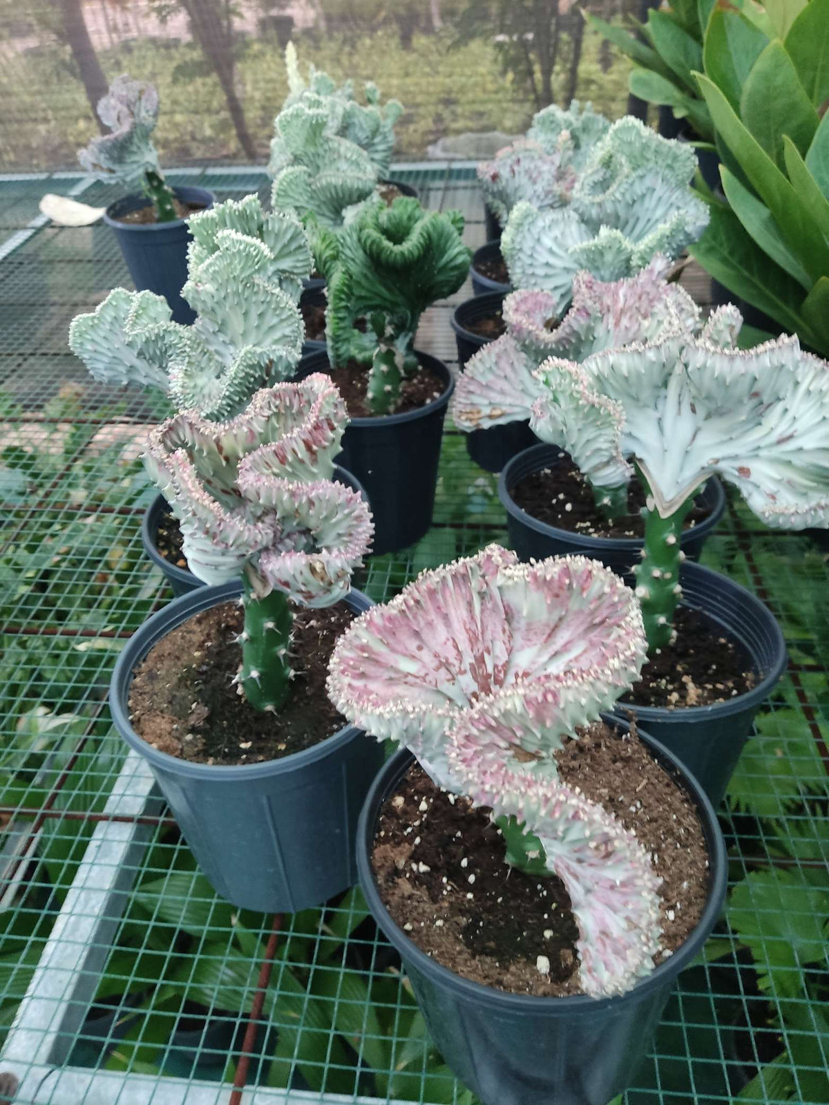 Coral Cactus