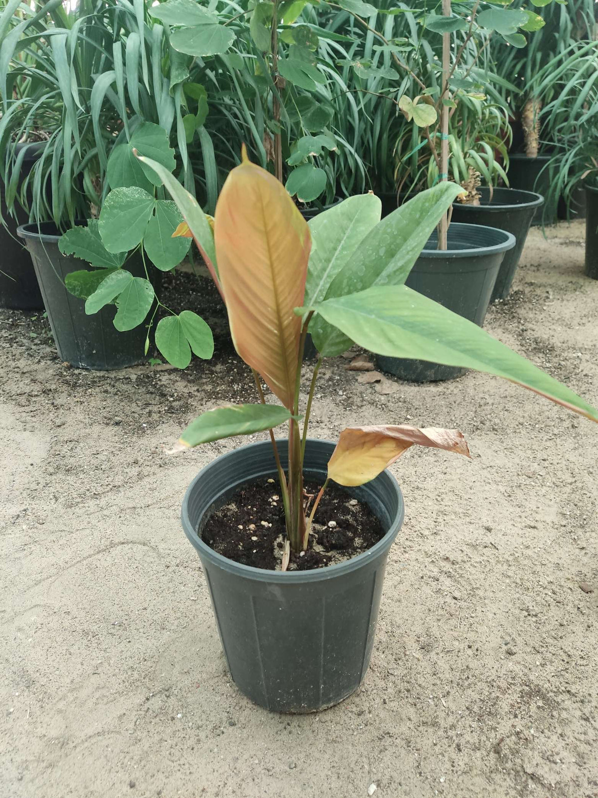 Strelitzia reginae — Red