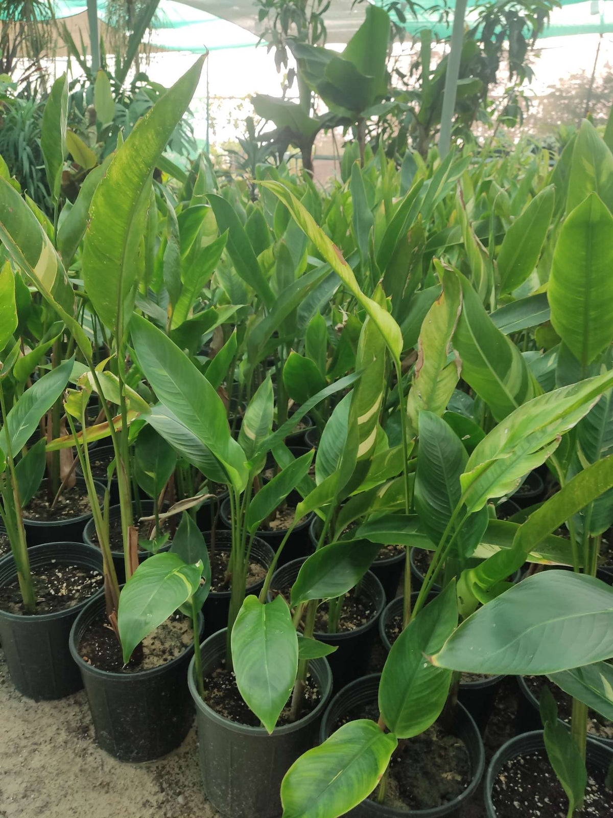 Strelitzia reginae — Variegated