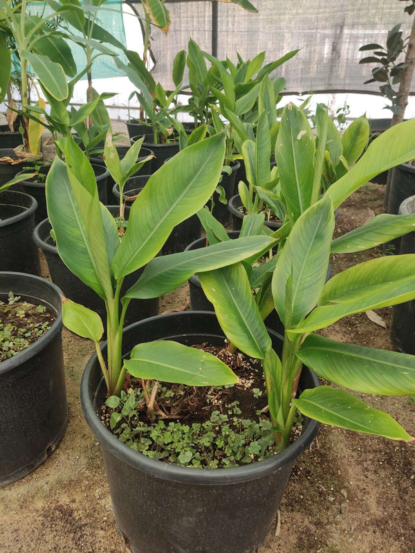 Strelitzia reginae — Green