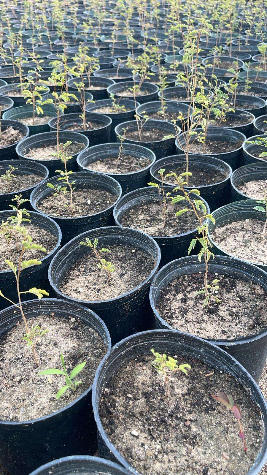 Prosopis (Ghaf)