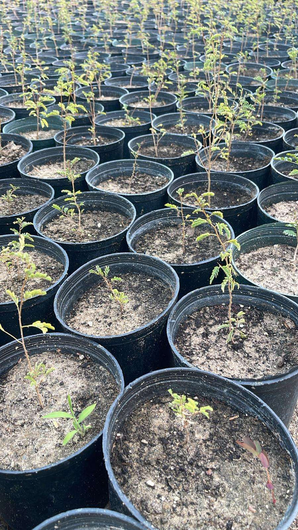 Prosopis (Ghaf)