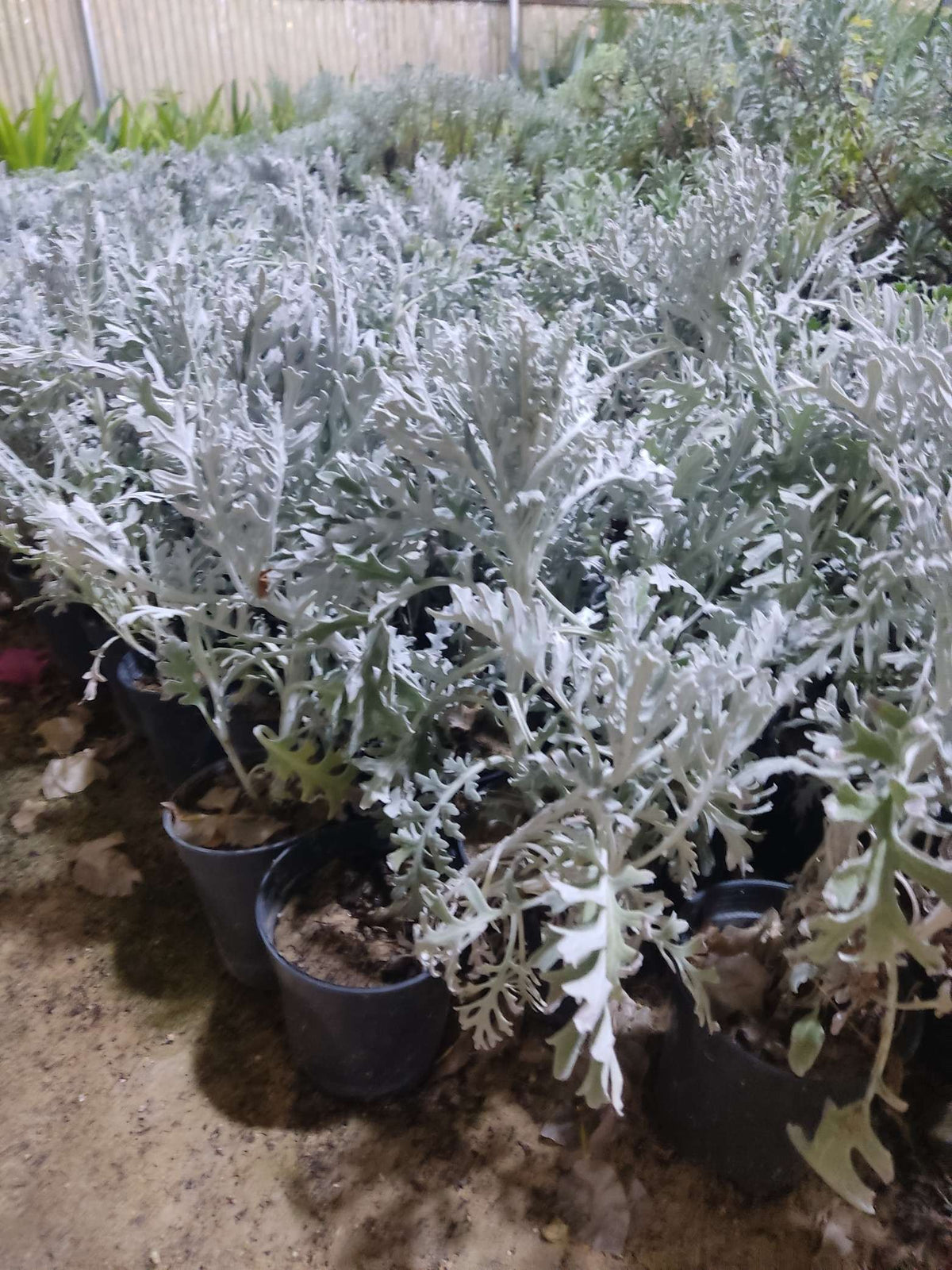 Senecio cineraria
