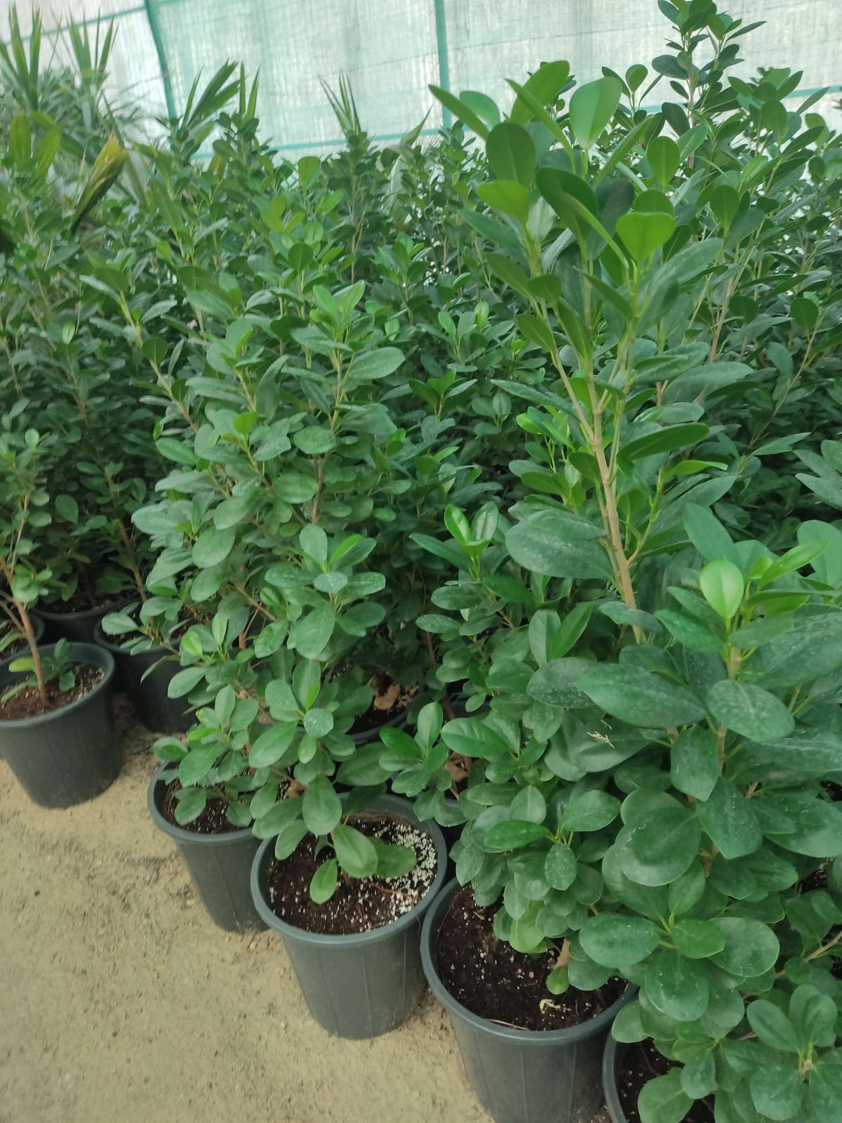 Ficus benjamina