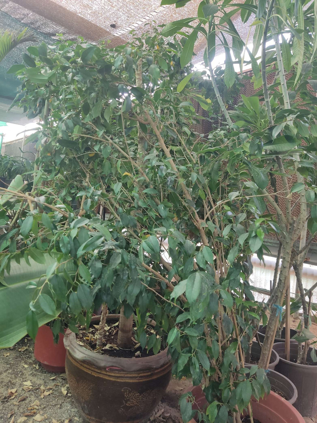 Ficus microcarpa — Panda