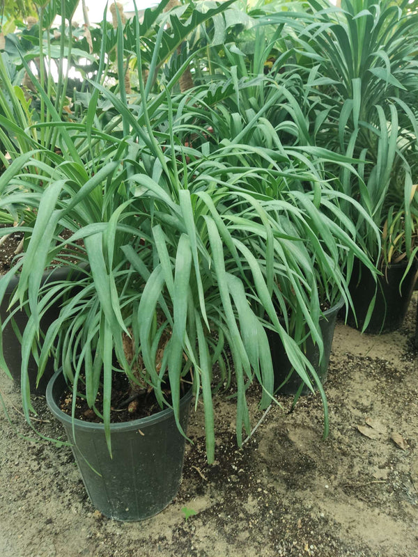 Ananas comosus (Pineapple)