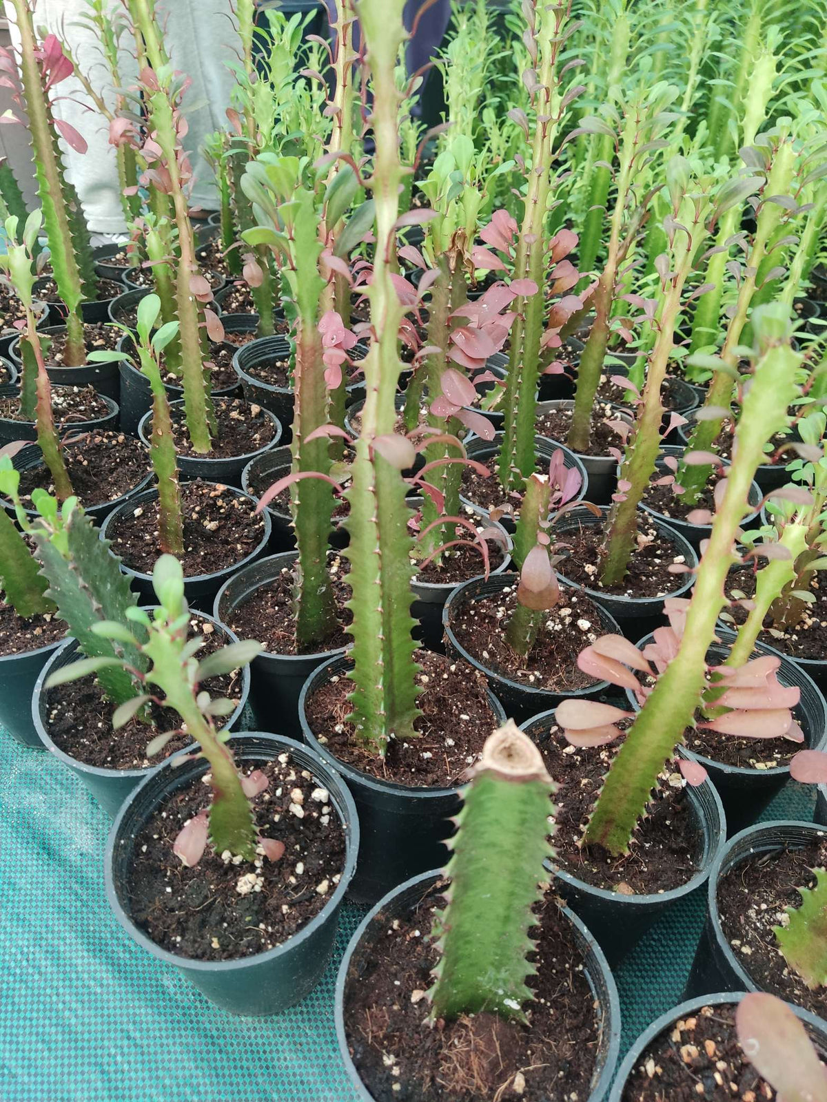 Euphorbia trigona — Red