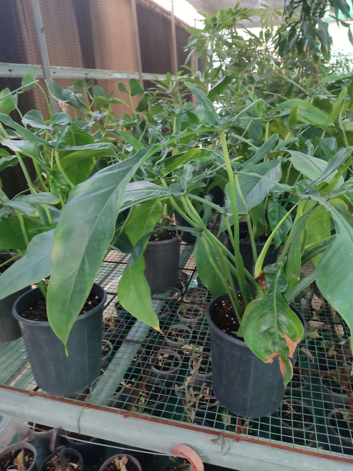 Philodendron Joepii