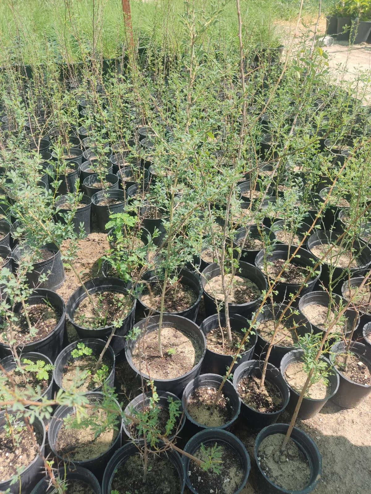 Acacia nilotica