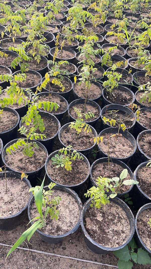 Murraya koenigii (Curry Leaf)