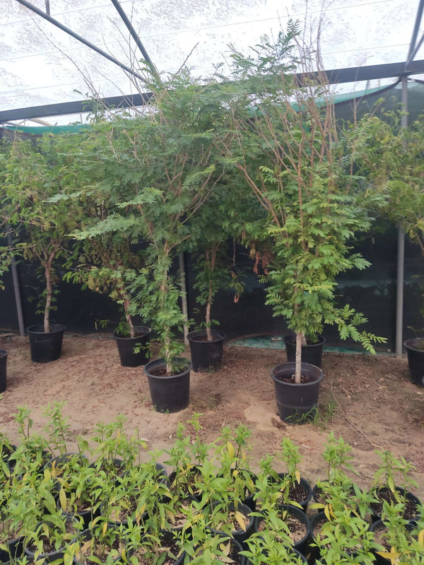 Calliandra