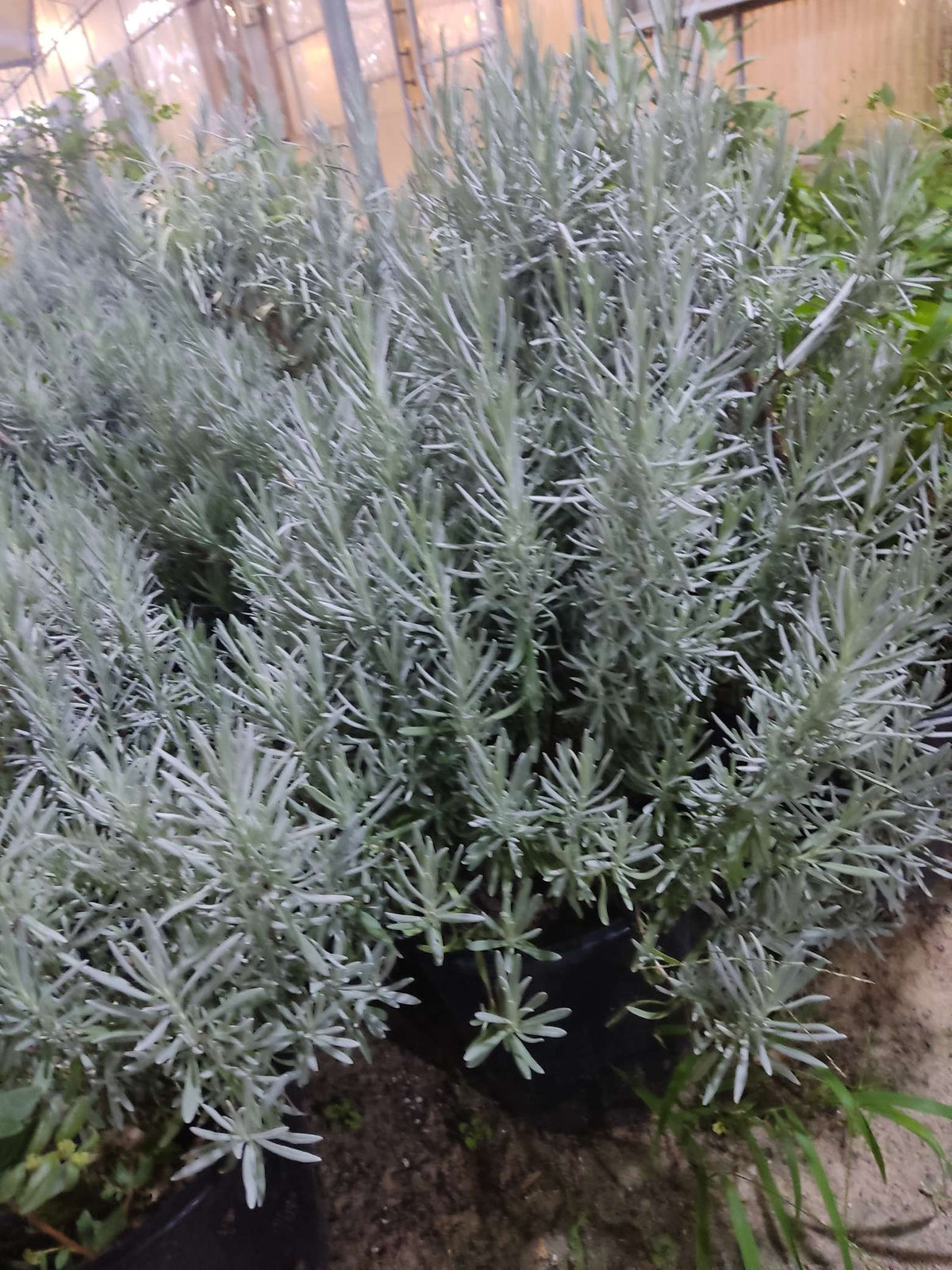 Lavender (Lavandula)
