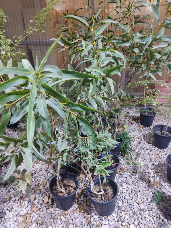 Eucalyptus deglupta