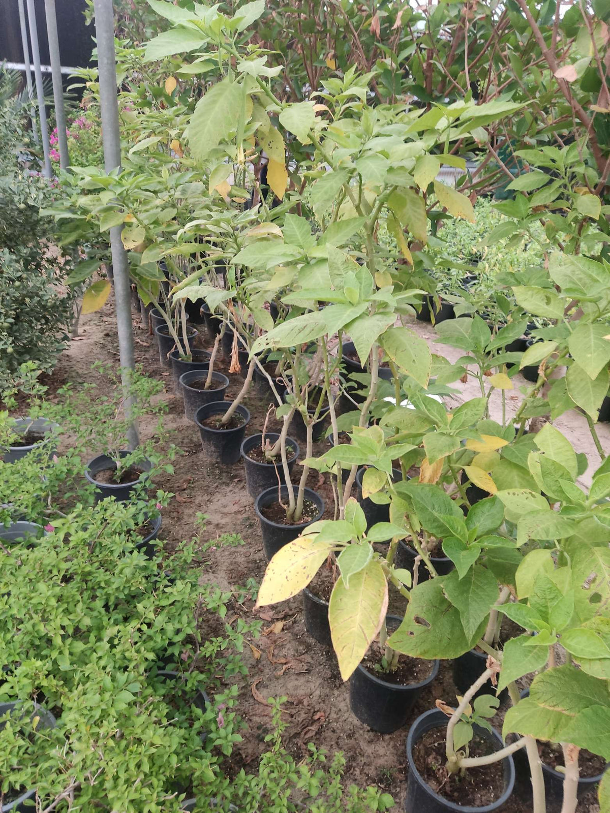 Kolonia (Brugmansia)