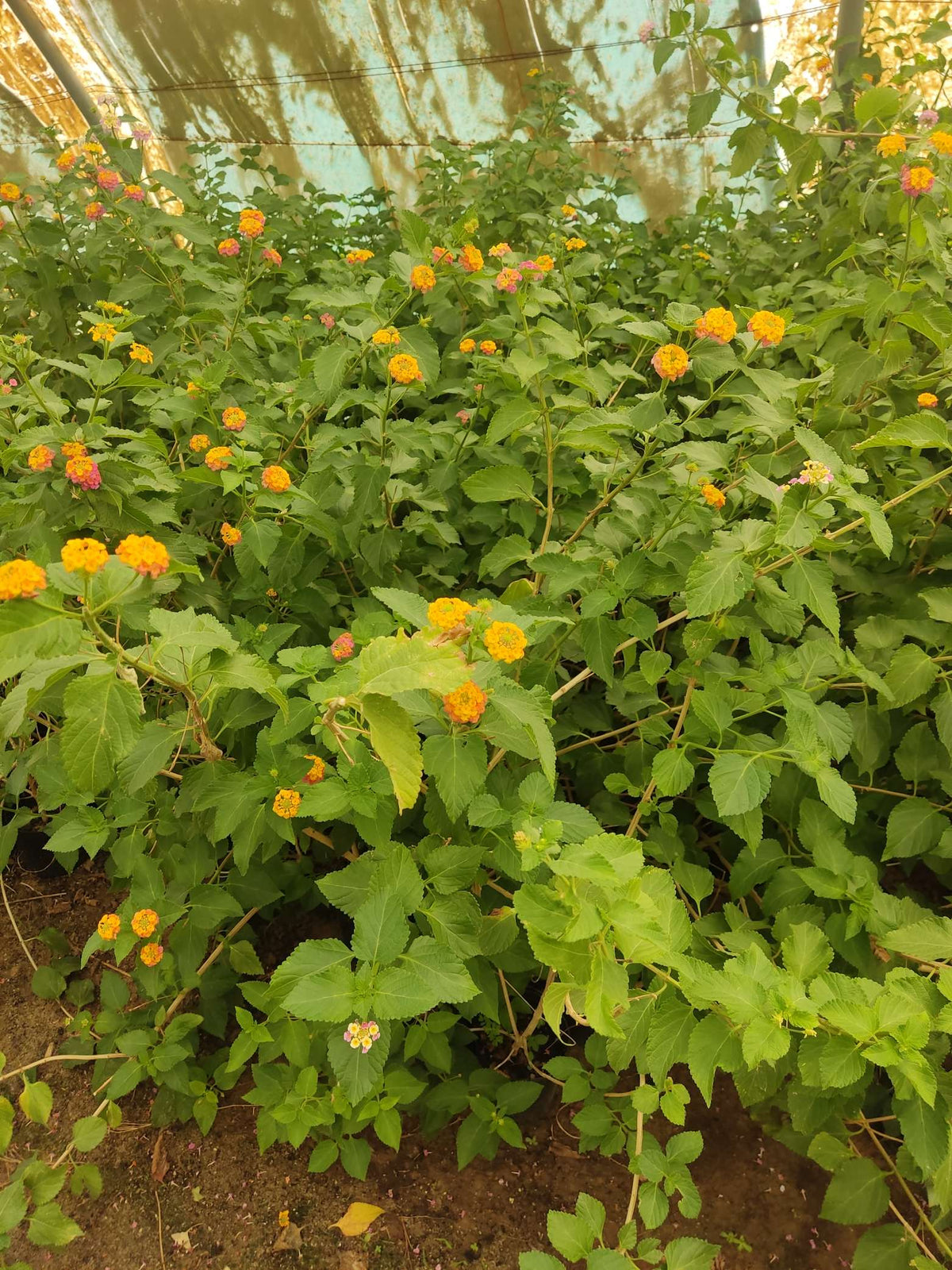 Lantana (Lantana camara)