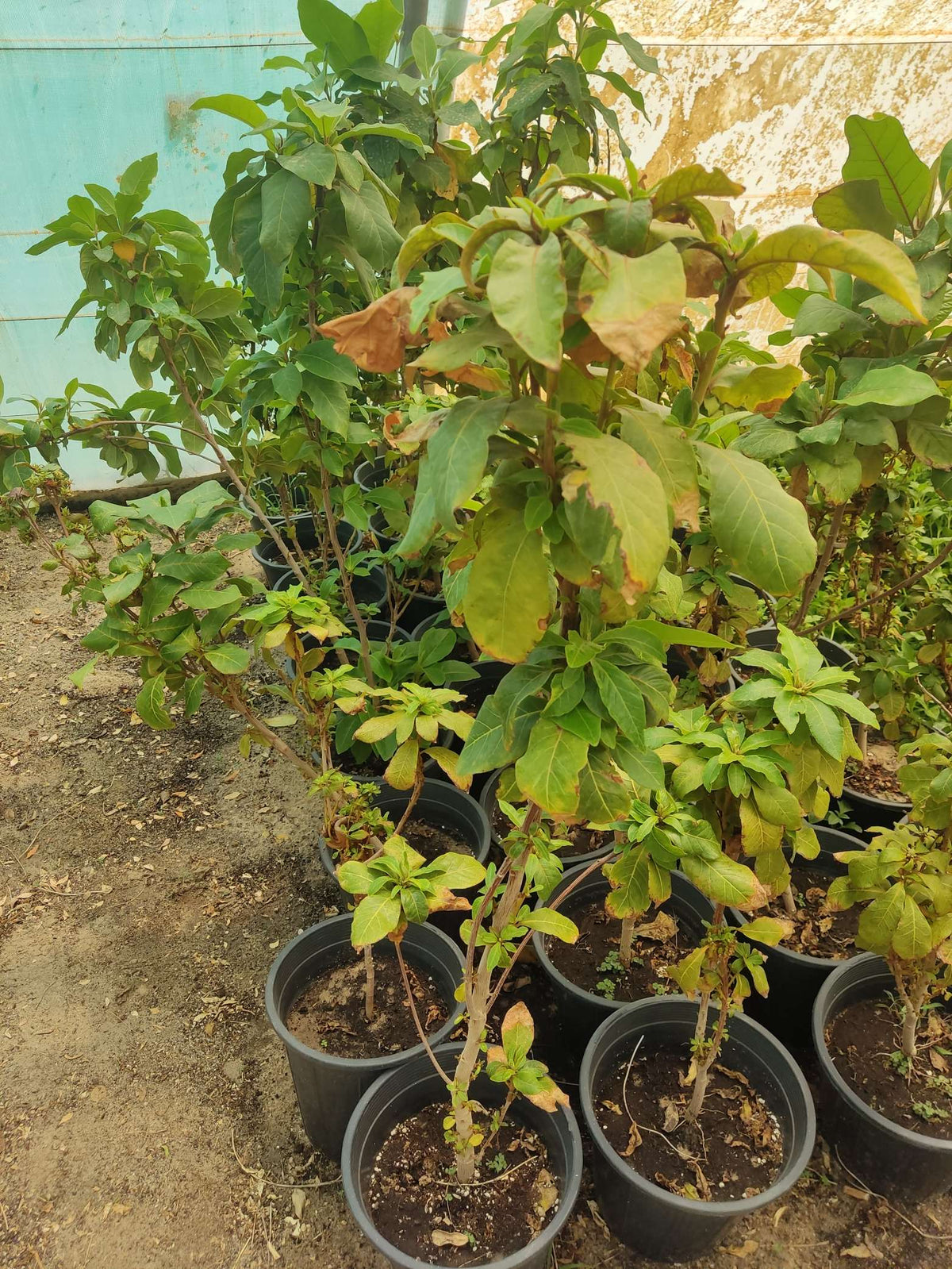 Terminalia catappa — Bahraini Almond