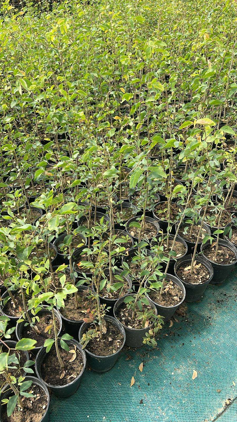Indian Almond (Pithecellobium dulce)