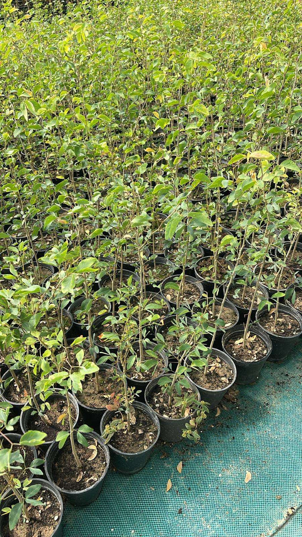 Indian Almond (Pithecellobium dulce)