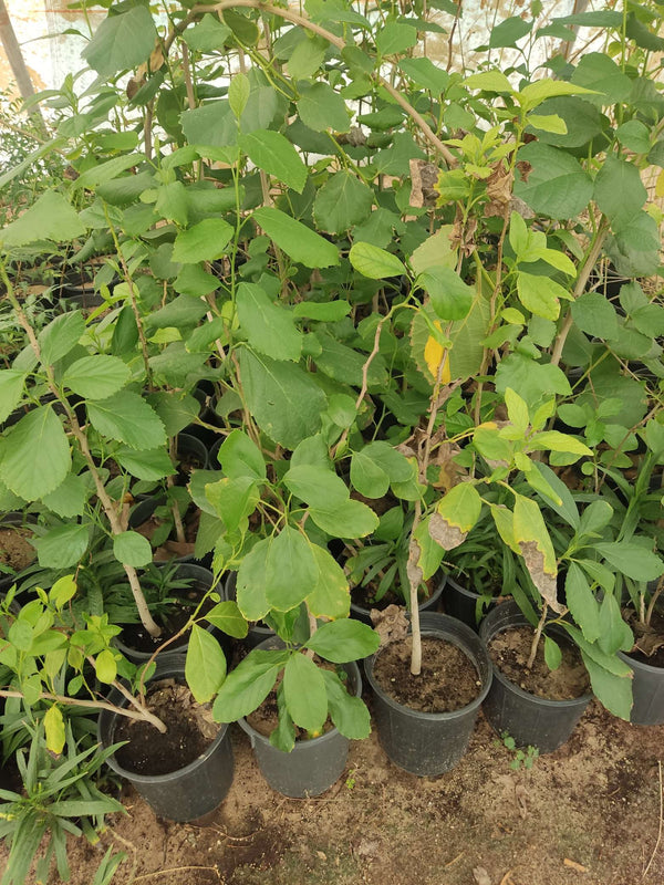 Cordia myxa
