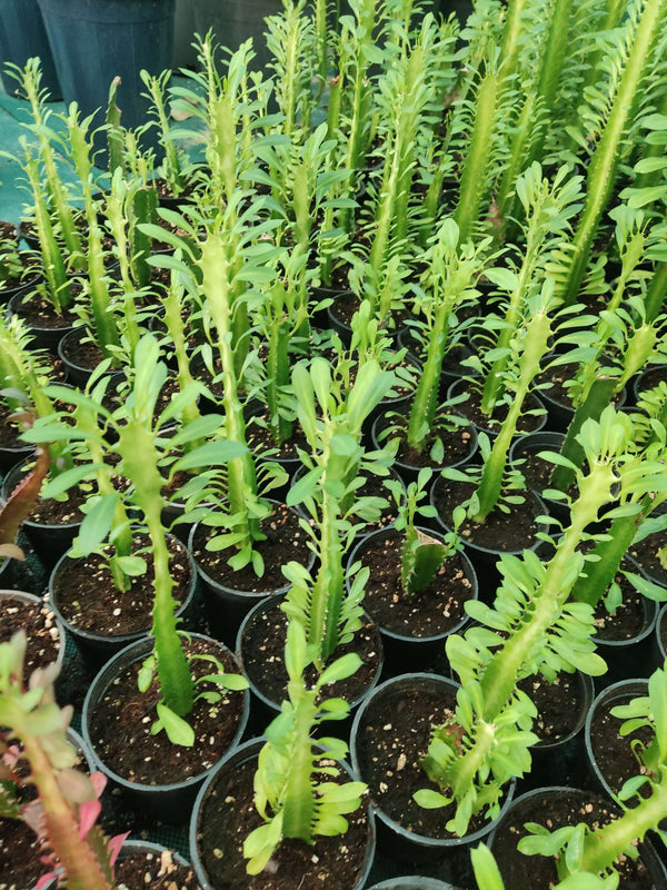 Euphorbia trigona — Green