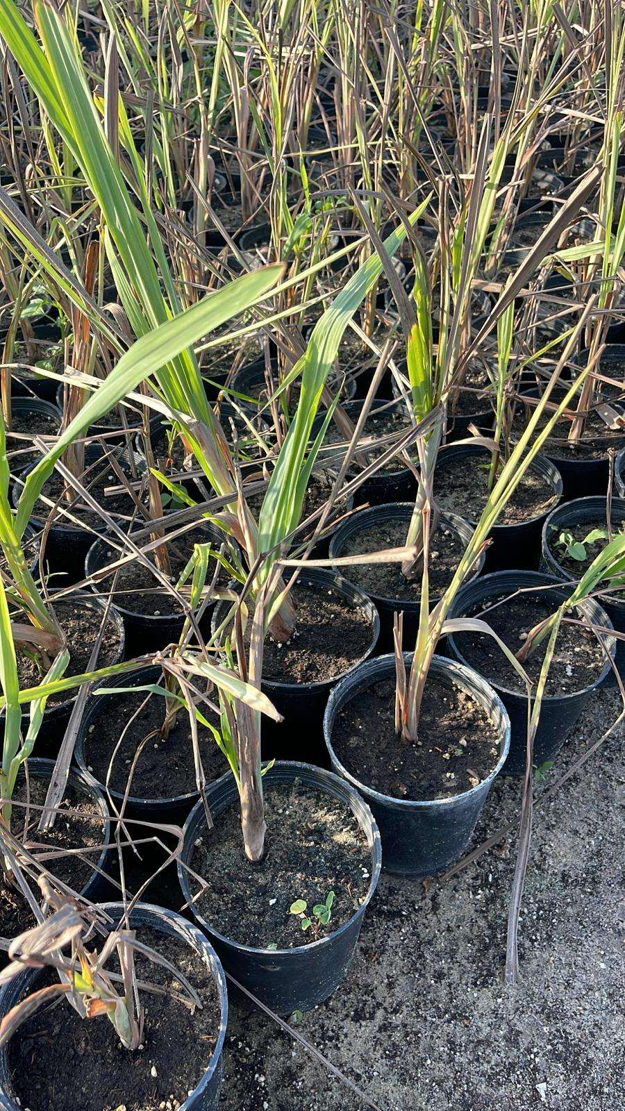 Lemongrass