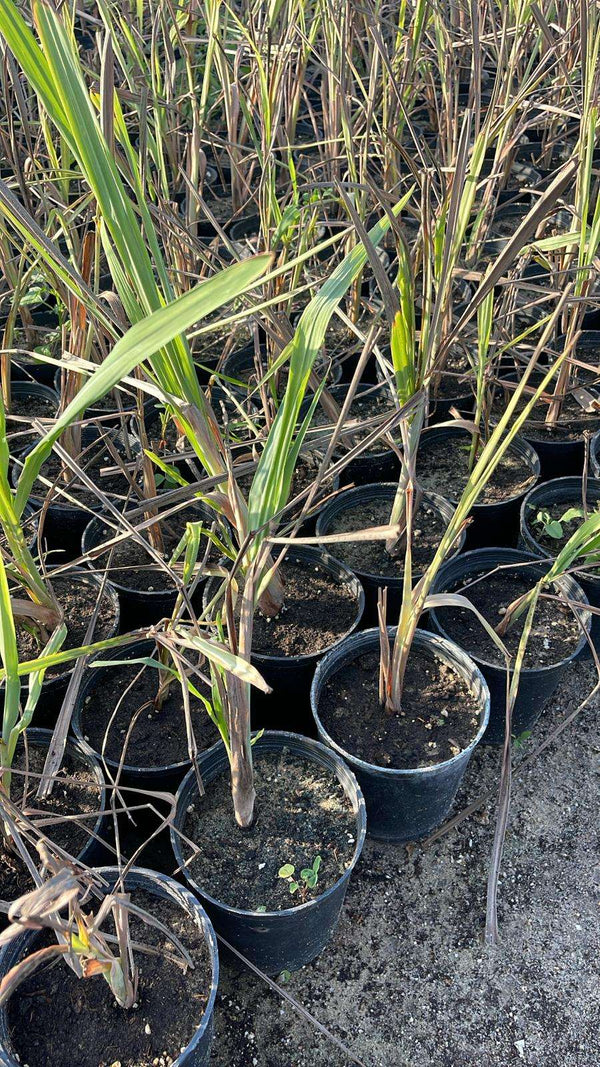 Lemongrass