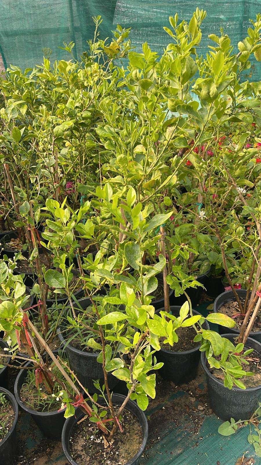 Tahiti Lime