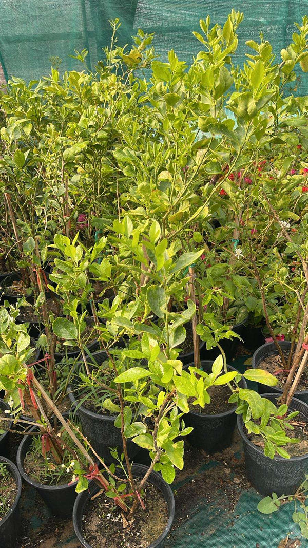Tahiti Lime