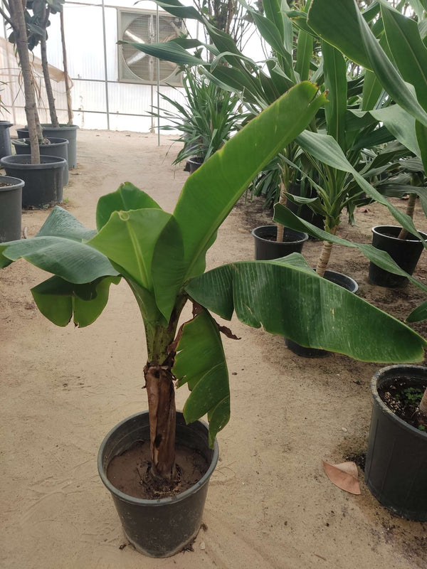 Musa ornata
