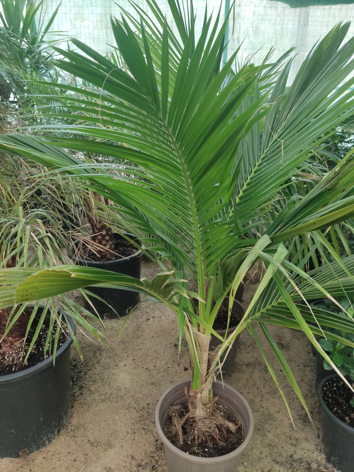 Cocos nucifera (Coconut Palm)