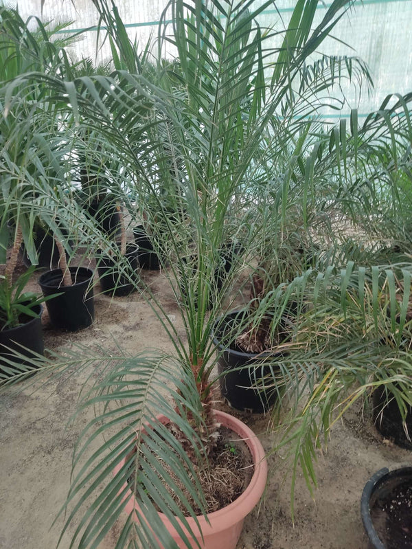 Phoenix Palm