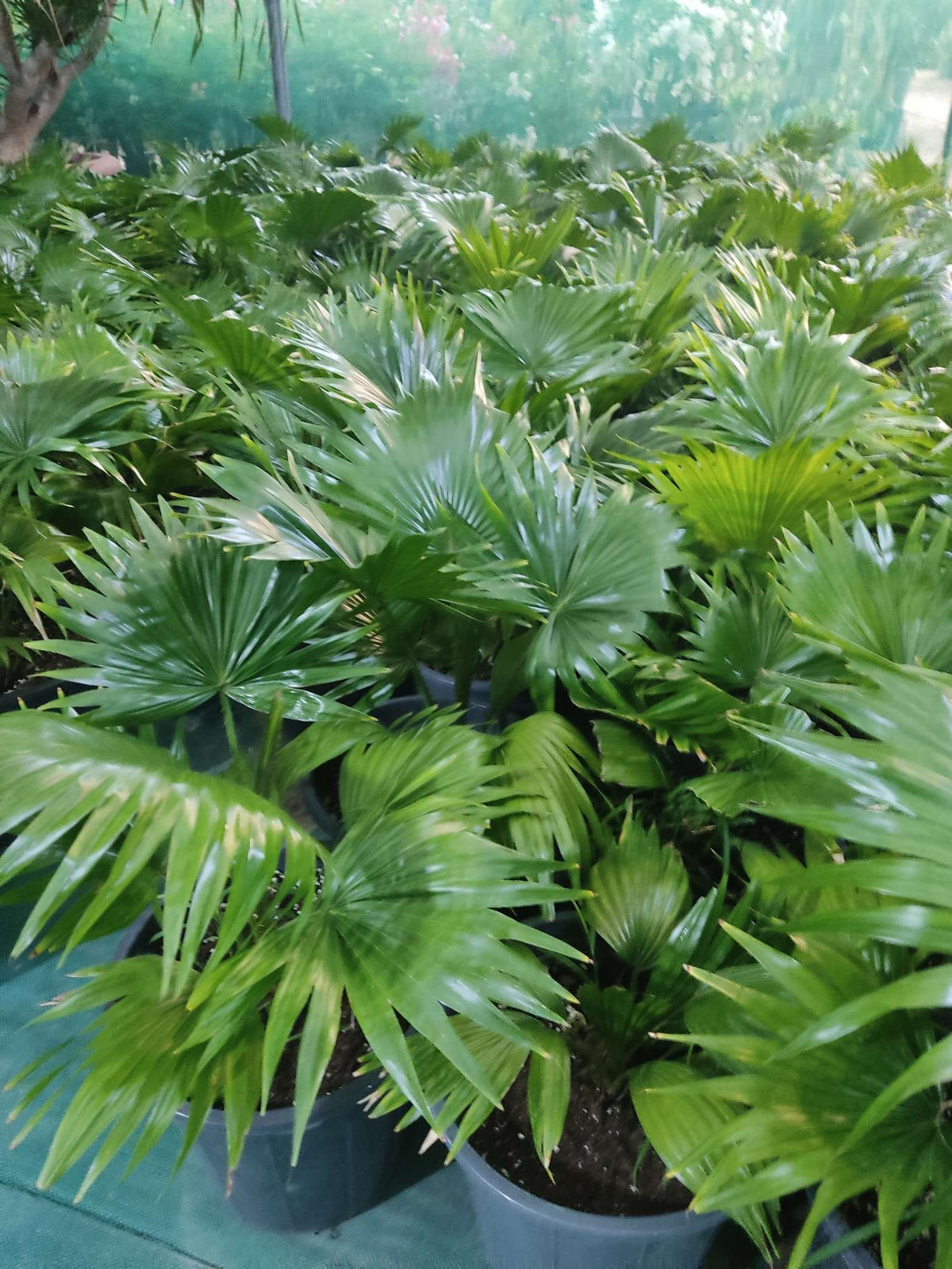 Licuala cordata