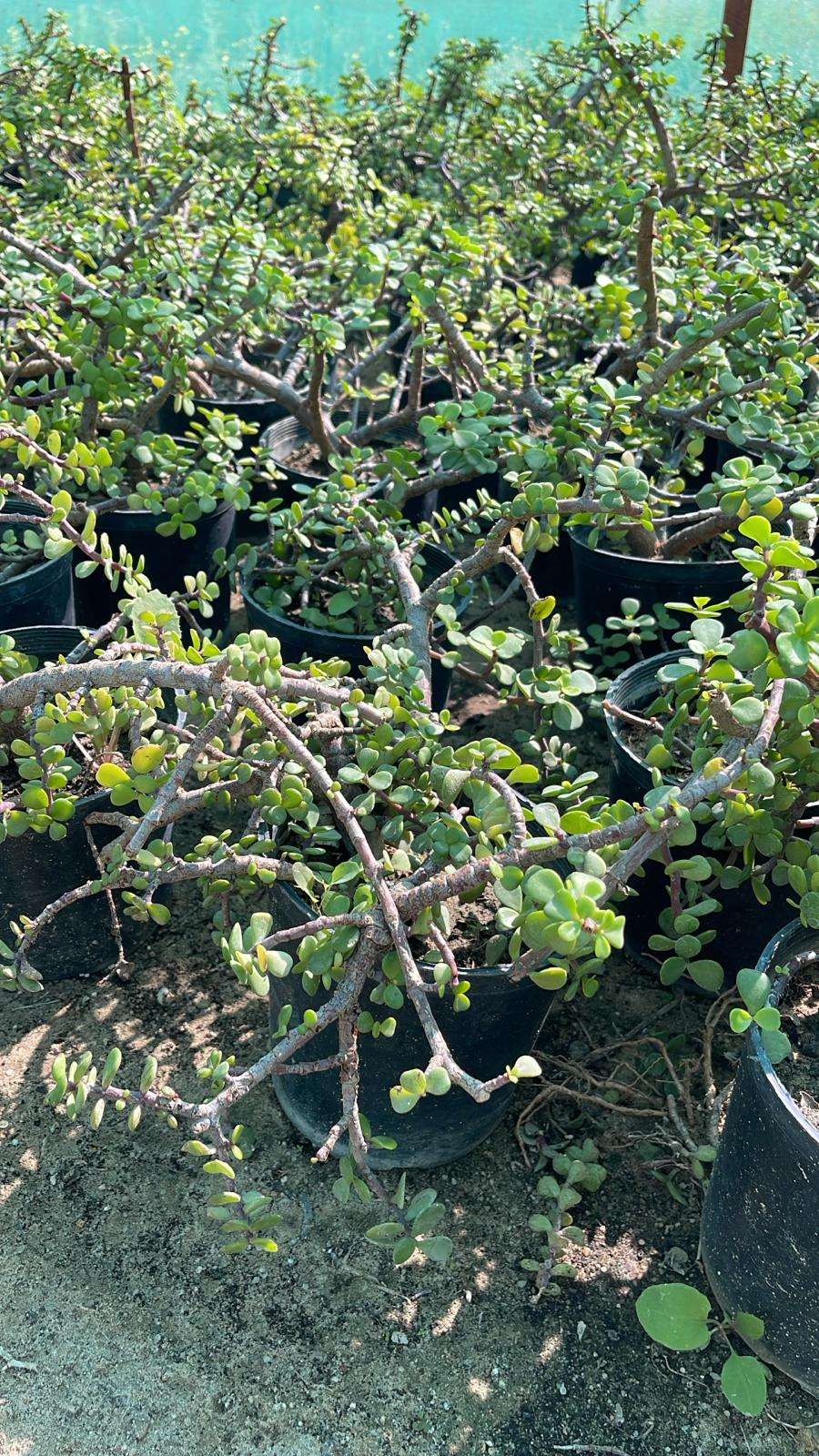 Portulacaria afra