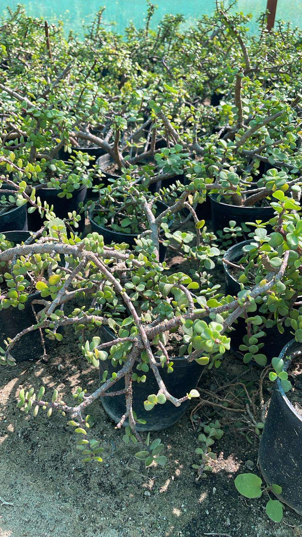 Portulacaria afra