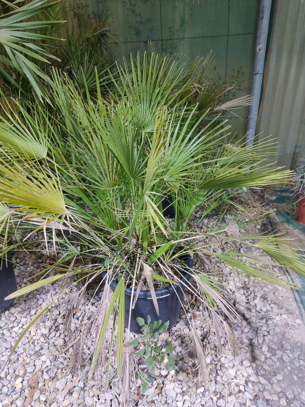 Mediterranean Fan Palm (Chamaerops humilis)