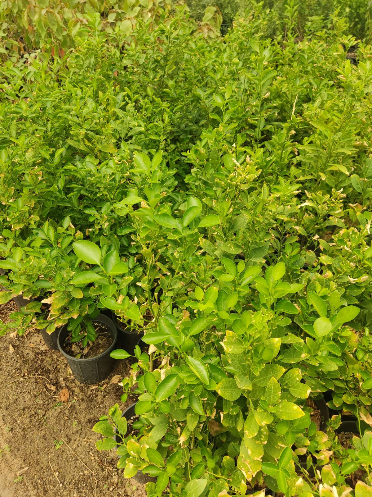 Yellow Lemon (Citrus × limon)