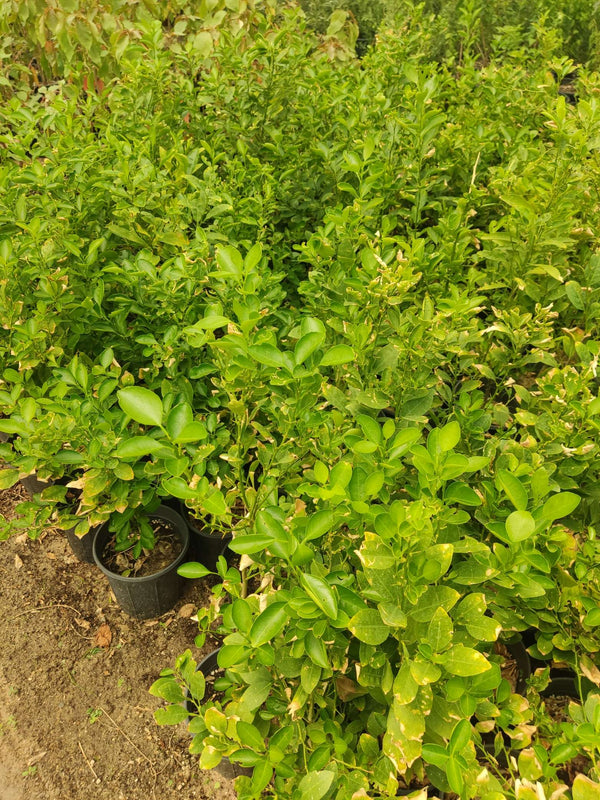Yellow Lemon (Citrus × limon)